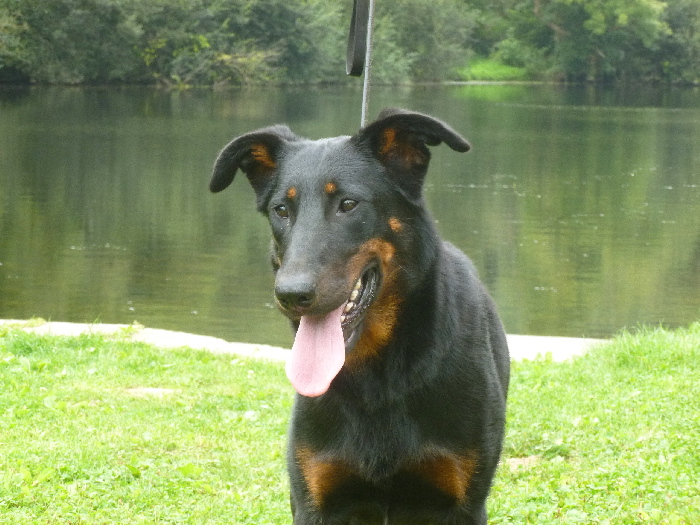 Fatale de La Cité des Comtes