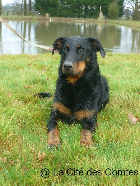 Fatale de La Cité des Comtes