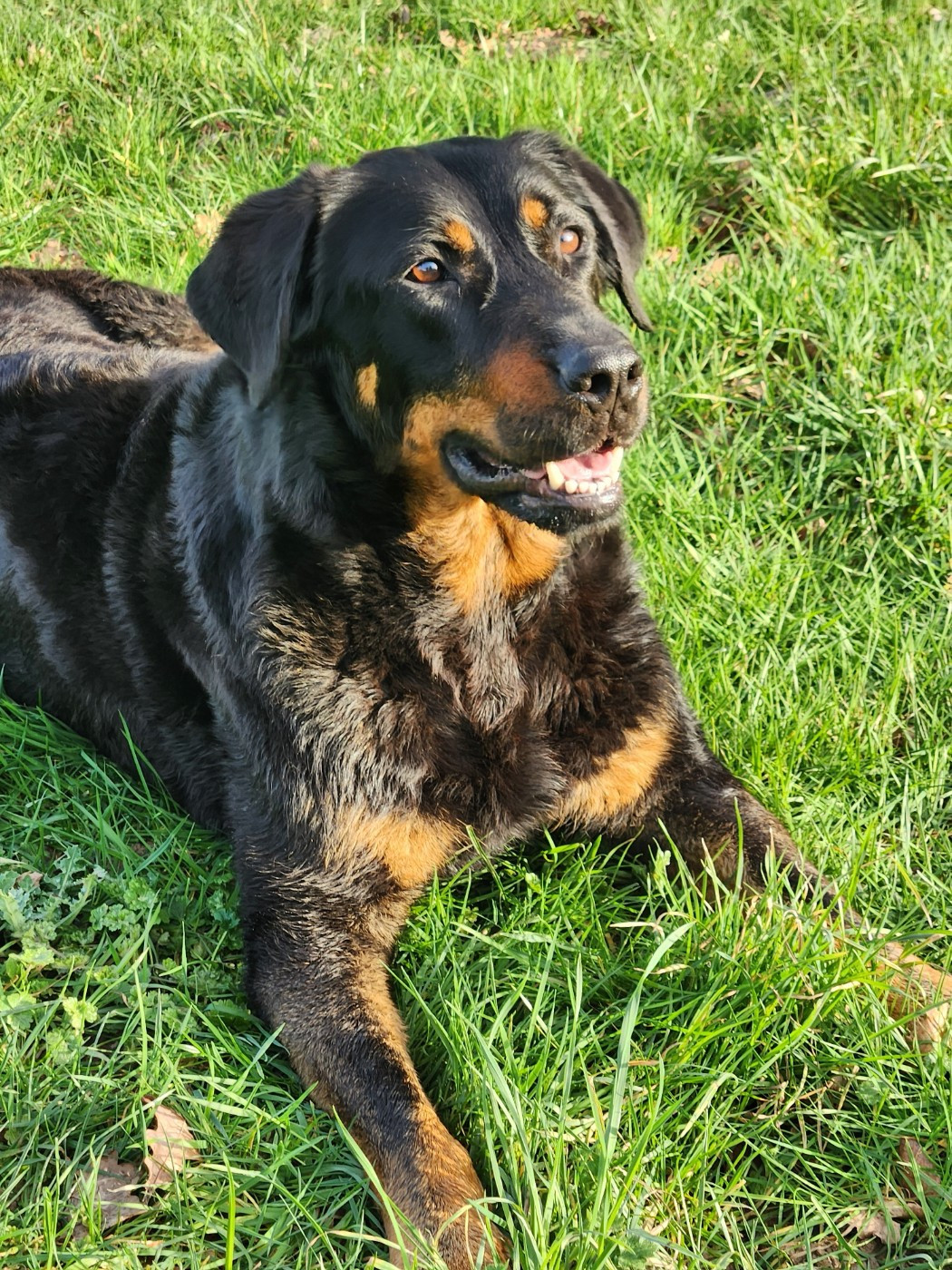 Publication : de La Cité des Comtes