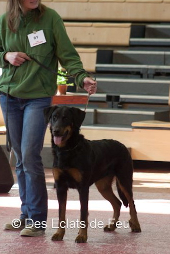 Publication : de La Cité des Comtes Auteur : Celine Parcelier