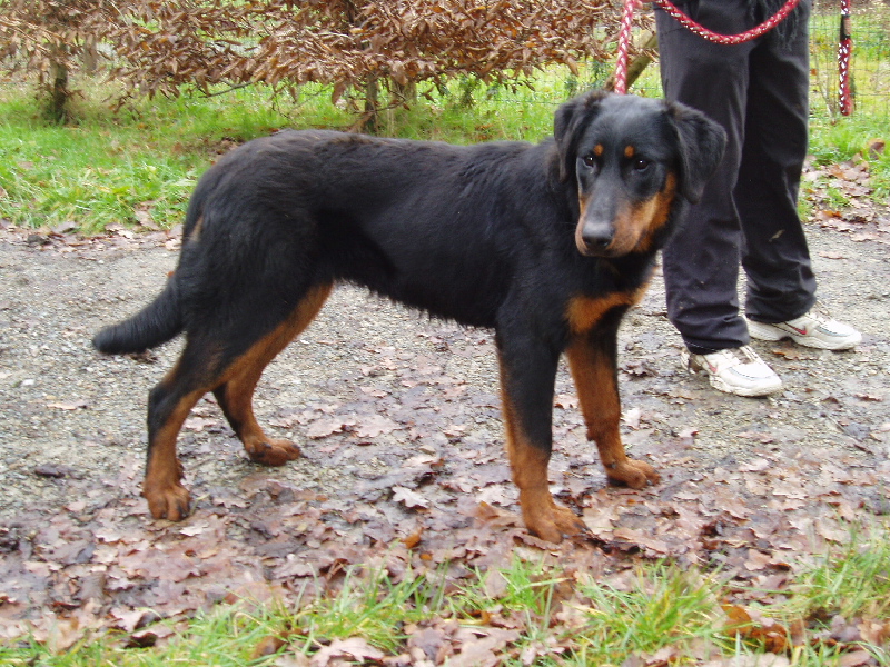 Publication : de La Cité des Comtes Auteur : Celine Parcelier