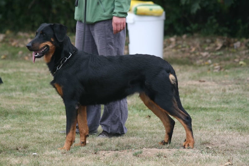 Publication : de La Cité des Comtes Auteur : Celine Parcelier