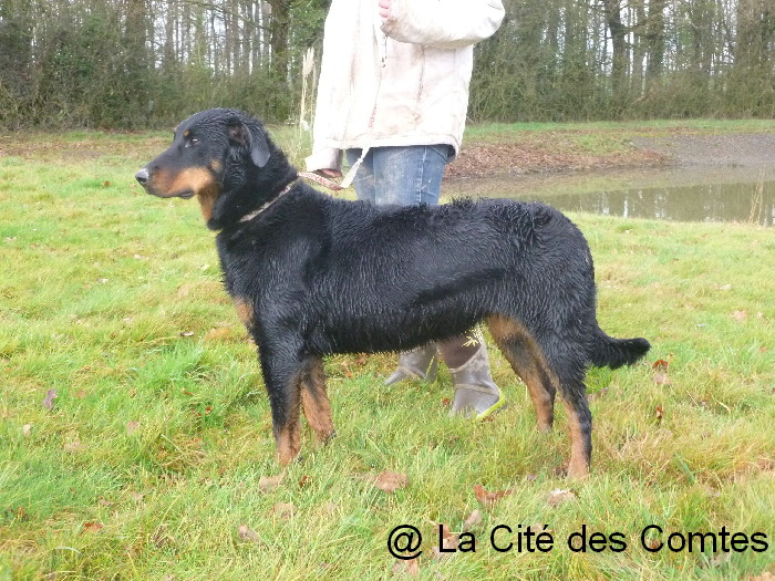 Fatale de La Cité des Comtes