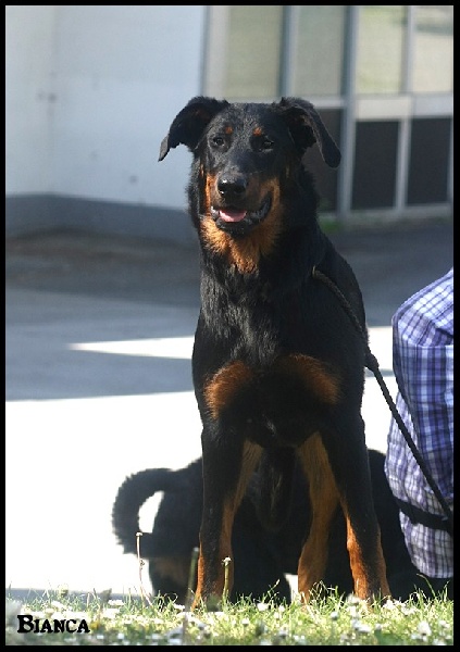 CH. Félicia de La Cité des Comtes