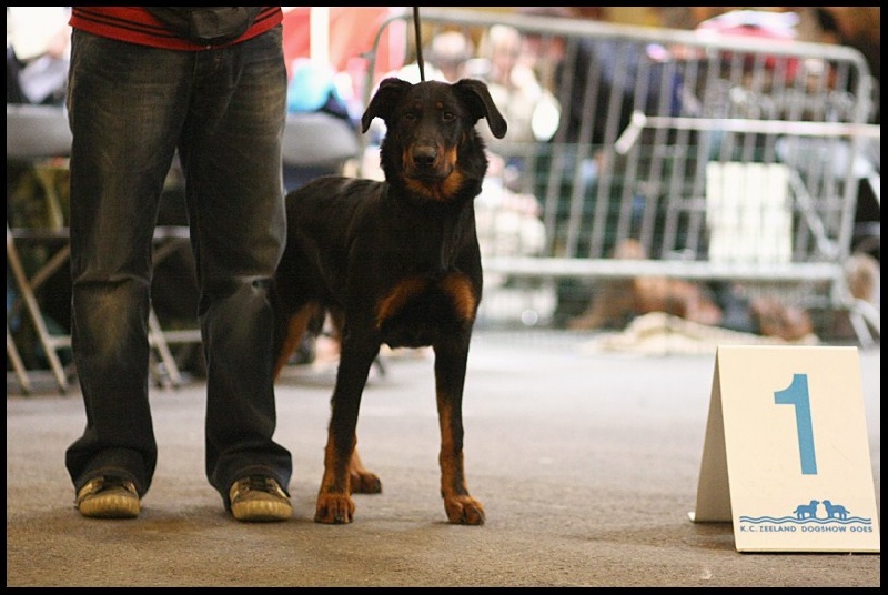 CH. Félicia de La Cité des Comtes