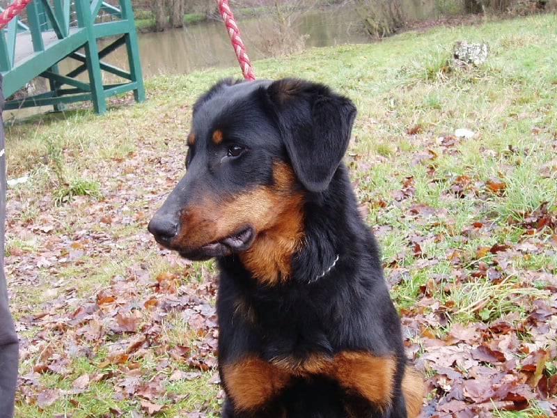 Publication : de La Cité des Comtes Auteur : Celine Parcelier