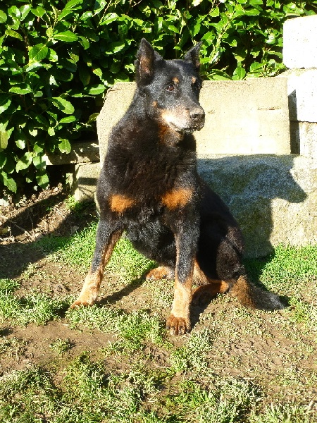 Rhodes de la Sylve Enchantee