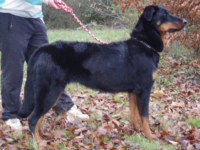 Fatale de La Cité des Comtes