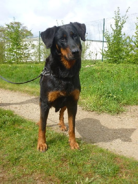 Publication : de La Cité des Comtes Auteur : Celine Parcelier