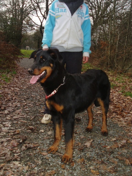 Fatale de La Cité des Comtes