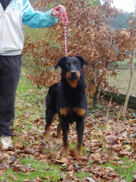 Fatale de La Cité des Comtes