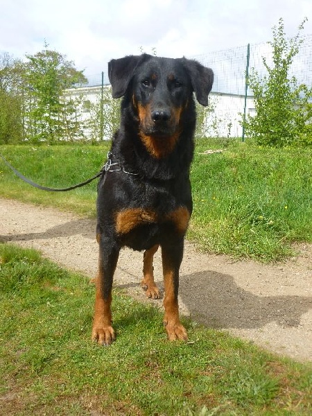 Publication : de La Cité des Comtes Auteur : Celine Parcelier