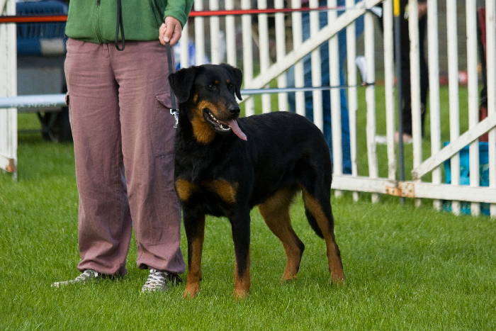 Publication : de La Cité des Comtes Auteur : Celine Parcelier