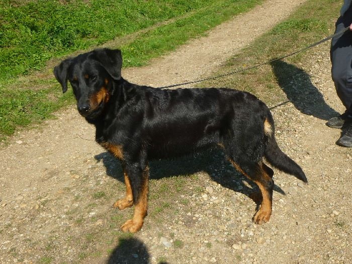 Publication : de La Cité des Comtes Auteur : Celine Parcelier