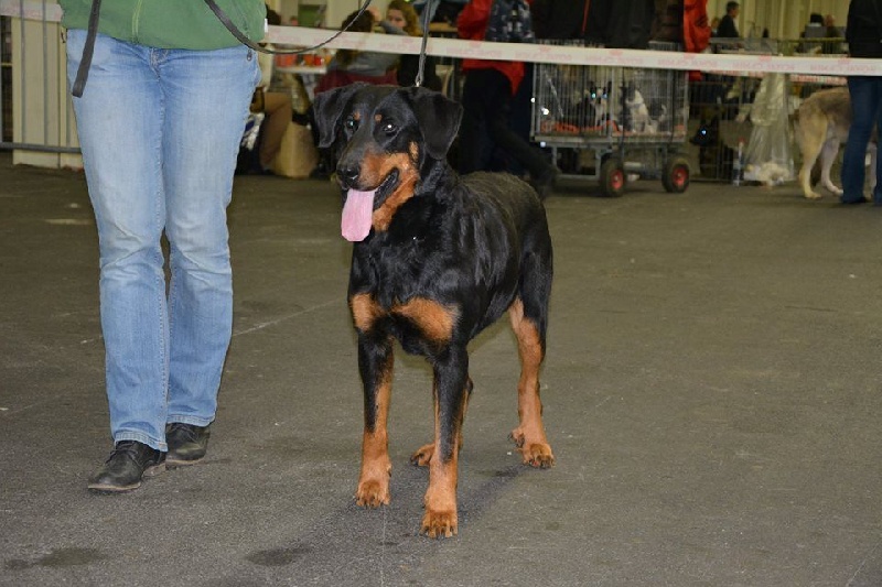 Publication : de La Cité des Comtes Auteur : Celine Parcelier