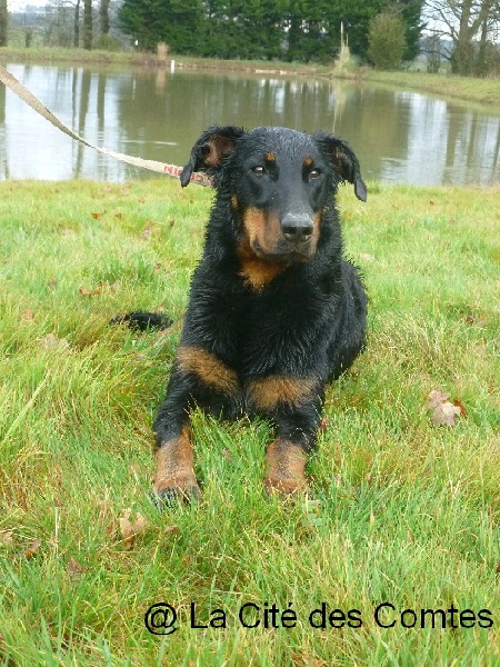 Fatale de La Cité des Comtes