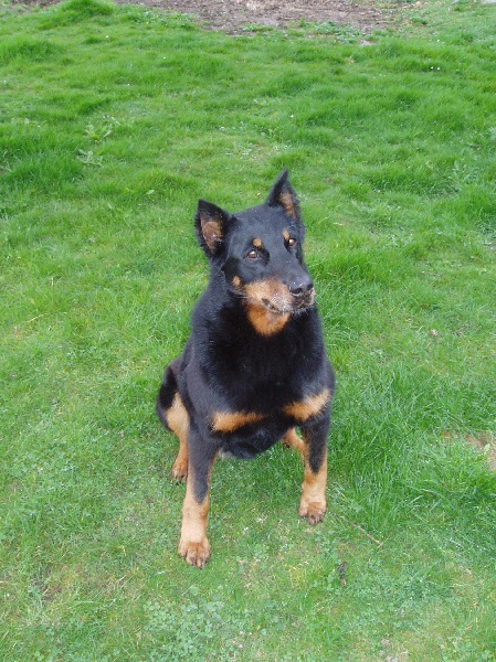 Rhodes de la Sylve Enchantee