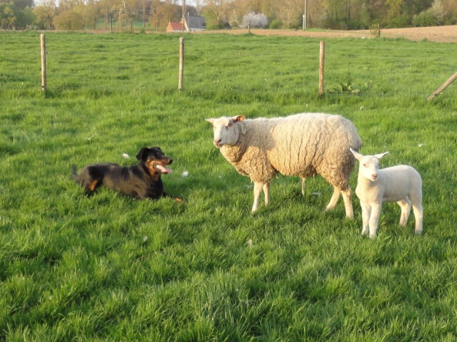 CH. Félicia de La Cité des Comtes