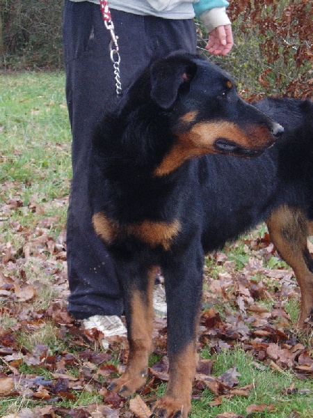 Fatale de La Cité des Comtes