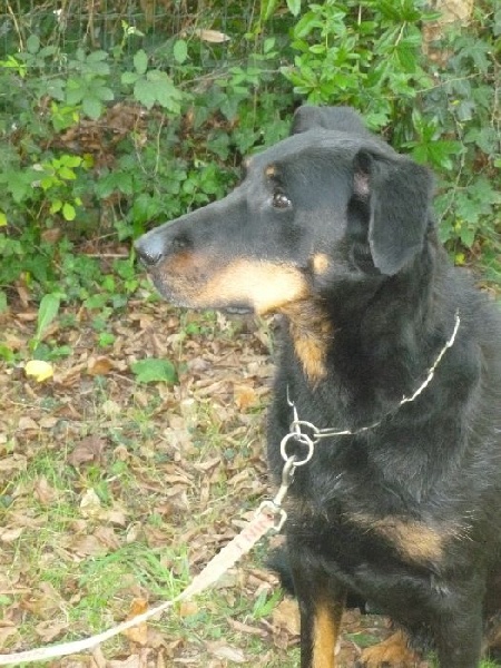 Fatale de La Cité des Comtes