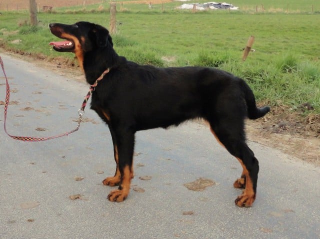 CH. Félicia de La Cité des Comtes