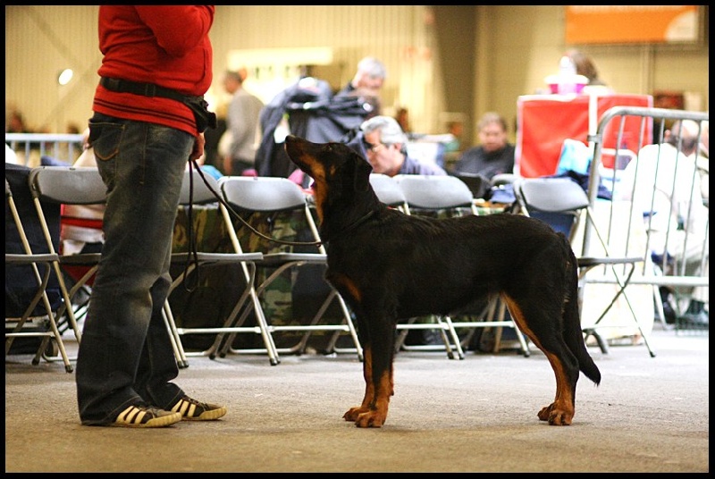 CH. Félicia de La Cité des Comtes