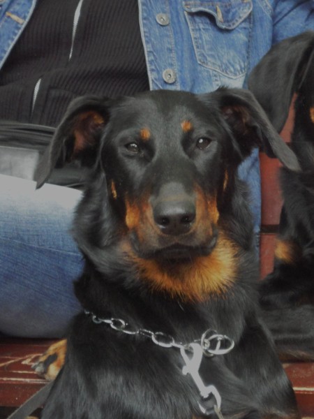 CH. Félicia de La Cité des Comtes