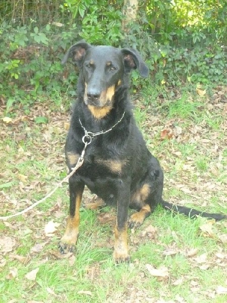 Fatale de La Cité des Comtes