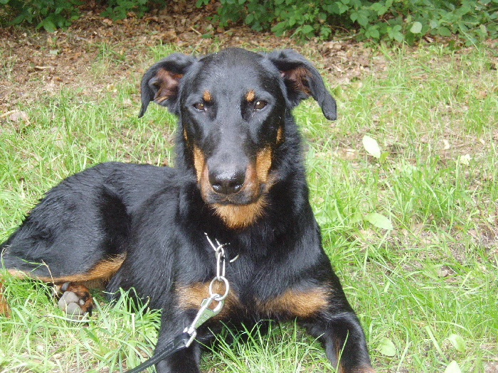 Fatale de La Cité des Comtes