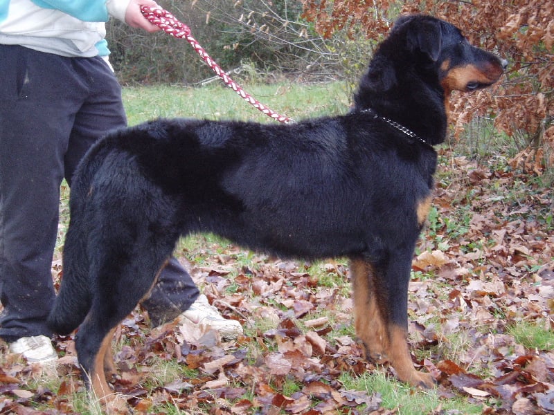 Fatale de La Cité des Comtes