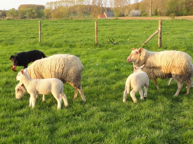 CH. Félicia de La Cité des Comtes