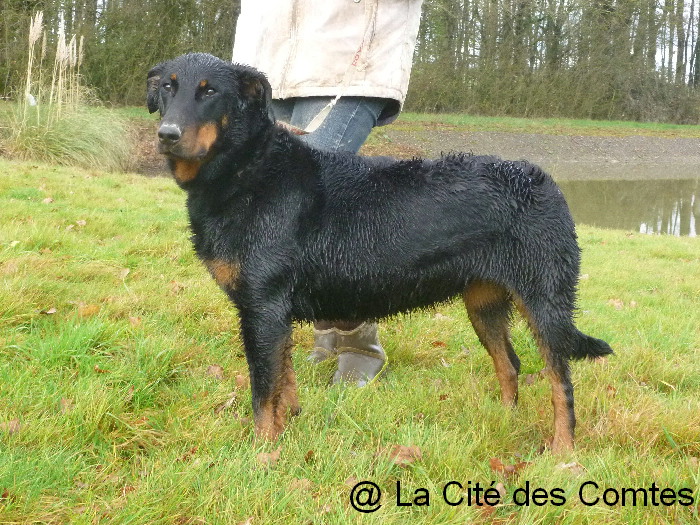 Fatale de La Cité des Comtes