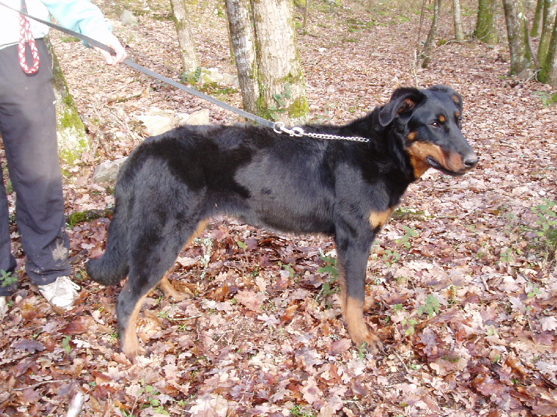 Fatale de La Cité des Comtes