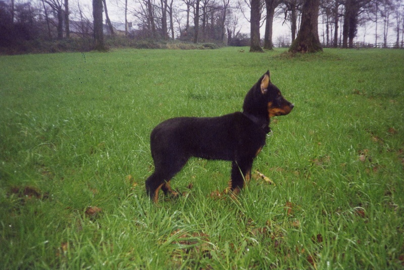 Rhodes de la Sylve Enchantee