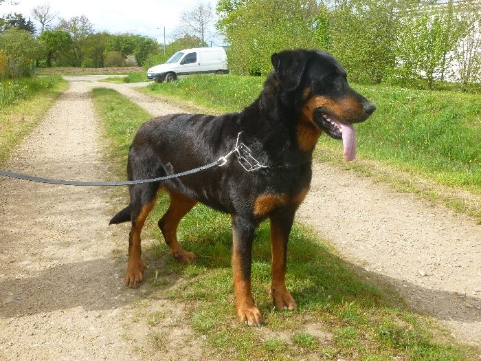 Publication : de La Cité des Comtes Auteur : Celine Parcelier
