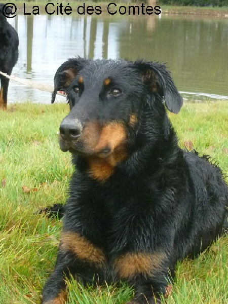 Fatale de La Cité des Comtes