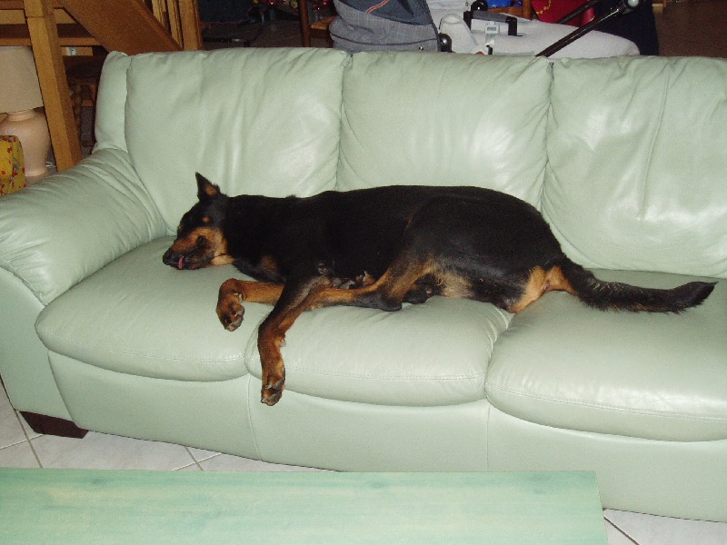 Salem de La Cité des Comtes