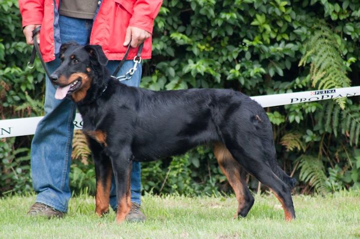 Fatale de La Cité des Comtes
