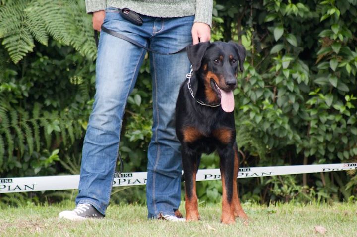 Publication : de La Cité des Comtes Auteur : Celine Parcelier