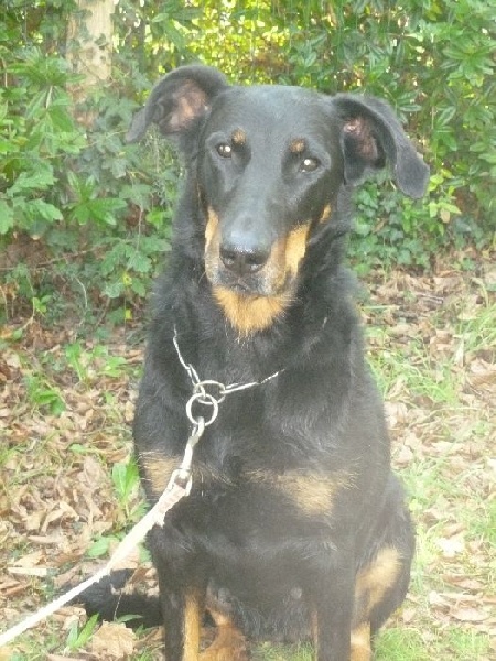 Fatale de La Cité des Comtes