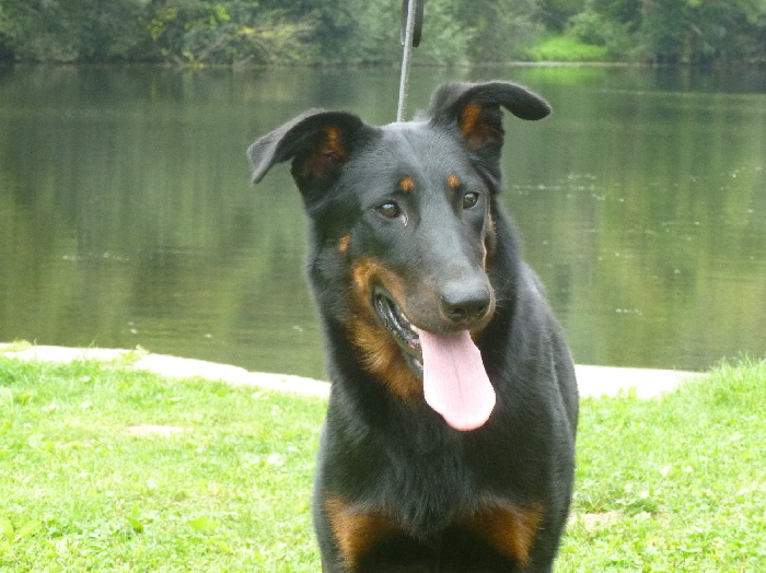 Fatale de La Cité des Comtes