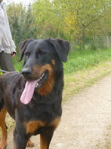 Publication : de La Cité des Comtes Auteur : Celine Parcelier