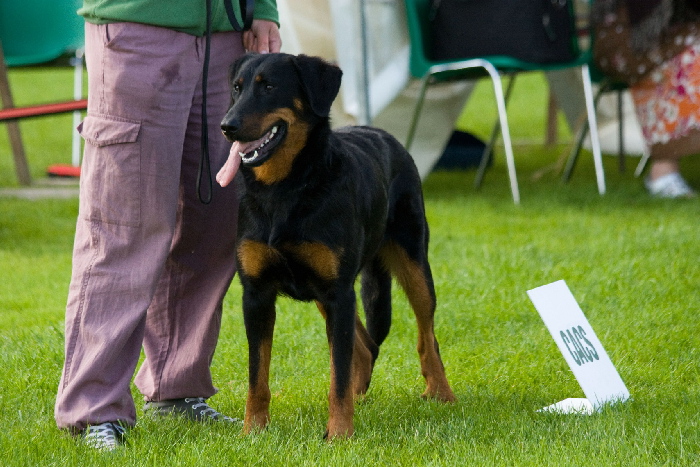 Publication : de La Cité des Comtes Auteur : Celine Parcelier