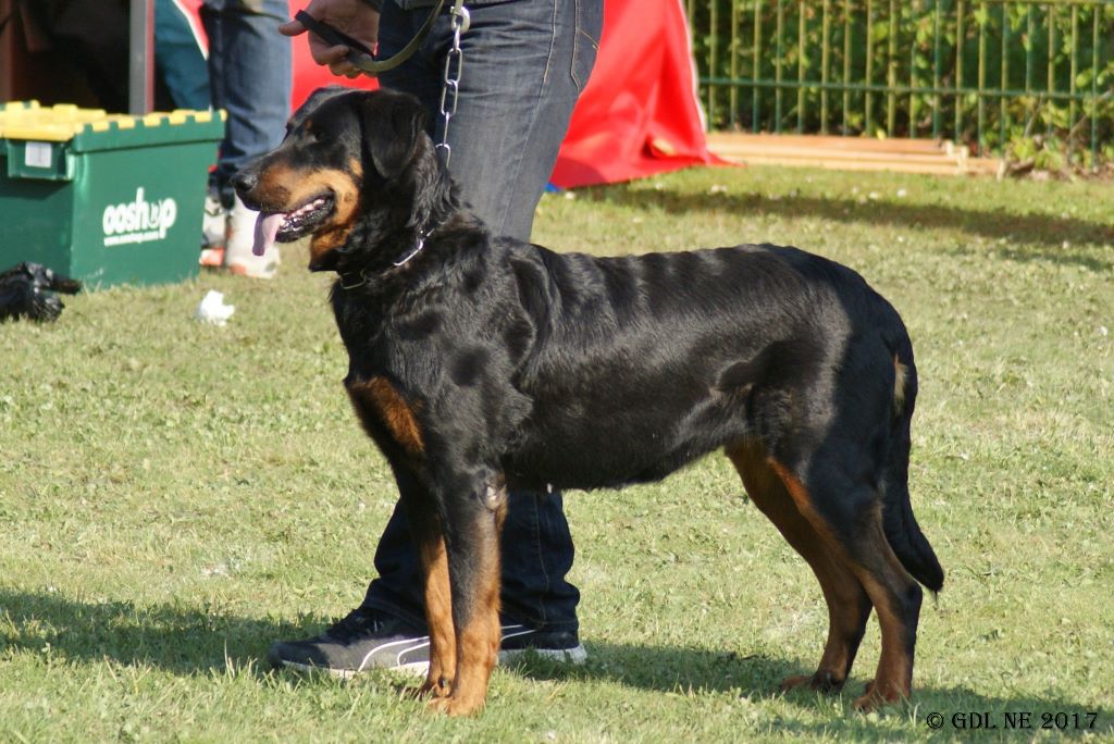 Faune de La Cité des Comtes - 2e Ouv/Rec et 3e au CACS