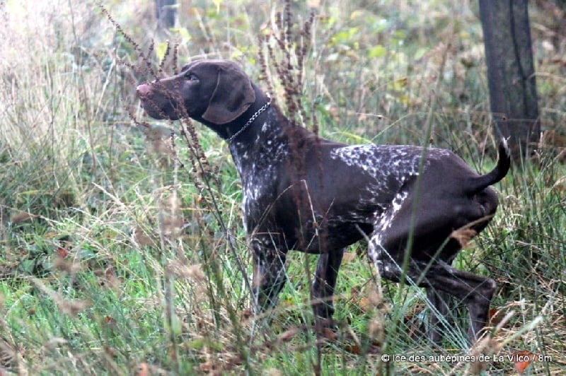 Publication : des aubépines de la Vilco Auteur : CFBA