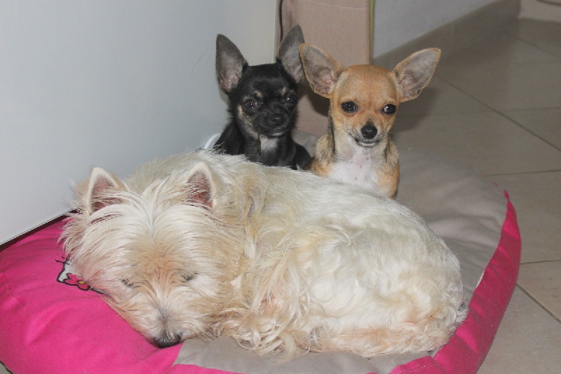 Publication : des aubépines de la Vilco Auteur : A.AVISSE