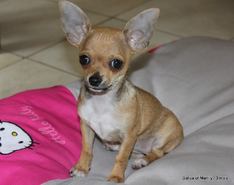 Publication : des aubépines de la Vilco Auteur : A.AVISSE