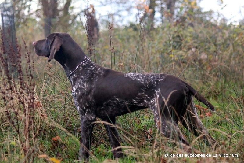 Publication : des aubépines de la Vilco Auteur : CFBA