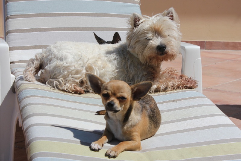 Publication : des aubépines de la Vilco Auteur : A.AVISSE