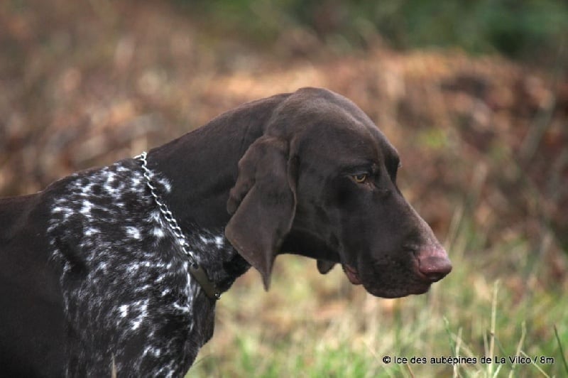 Publication : des aubépines de la Vilco Auteur : CFBA